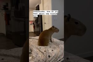 Capybara Has Opinions