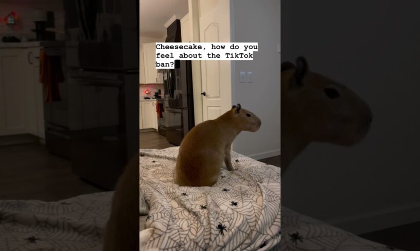 Capybara Has Opinions