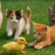 Cat And Kitten Sound Compliments: Cat Playing With Farm Animals, Kitten Meowing And Purring