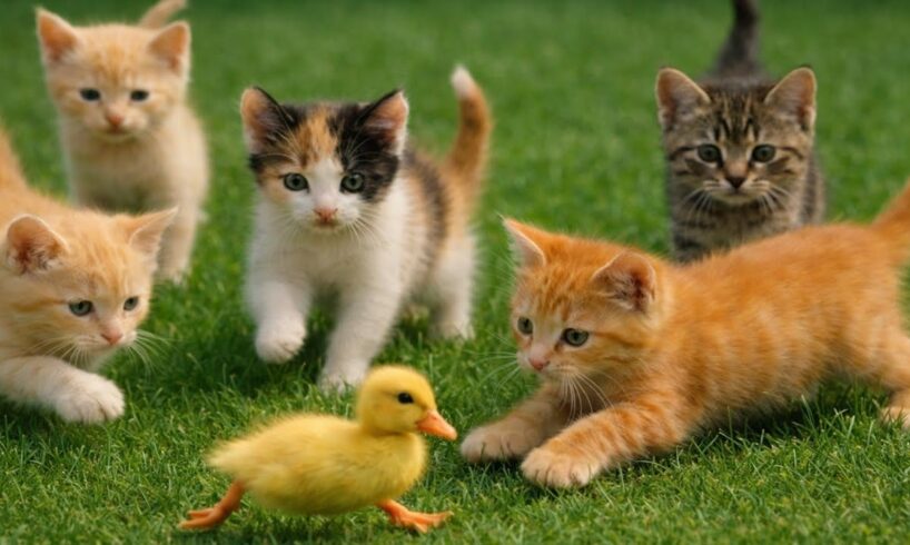 Cat And Kitten Sound Compliments: Cat Playing With Farm Animals, Kitten Meowing And Purring