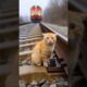 Cat Frozen in FEAR on Train Tracks! #animalrescue #rescue #shorts