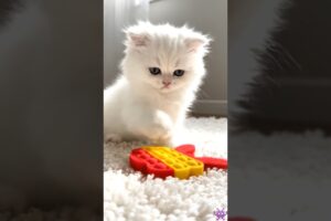 Cat kittens playing funny unresisted cuteness 😻 #cat #kittens #animals #ytcreate #love