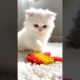Cat kittens playing funny unresisted cuteness 😻 #cat #kittens #animals #ytcreate #love
