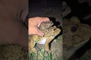 Catch Bullfrog and Toad funny fly to so LOL | Frog make you laugh | Animal for fun | Funny Frog