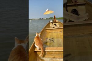 Cats Who Love Fishing😍