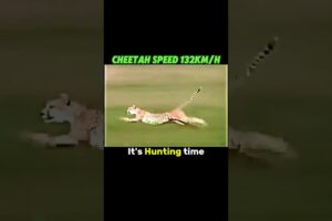 Cheetah vs Gazelle😳☠️ #shorts #trending #animals #cheetah #gazelle #speed #funny