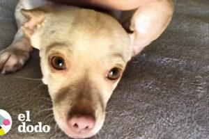 Chihuahua que tenía miedo de las personas se convierte en la perrita más dulce I El Dodo