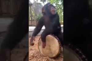 Chimpanzee playing dhol | #chimpanzee #dhol