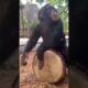 Chimpanzee playing dhol | #chimpanzee #dhol