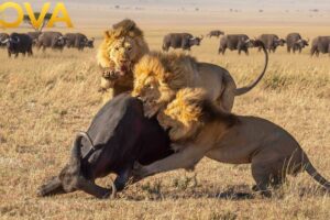 Clashes & Conflicts: Lions, Buffalos, & More | Animal Fight Night