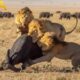 Clashes & Conflicts: Lions, Buffalos, & More | Animal Fight Night