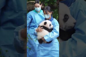 🐼Comforting a baby panda🐼 #panda #babypanda