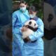🐼Comforting a baby panda🐼 #panda #babypanda