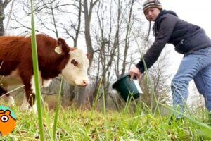 Cow Refuses to Be Saved, Until This Woman Steps In | Cuddle Buddies