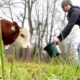 Cow Refuses to Be Saved, Until This Woman Steps In | Cuddle Buddies
