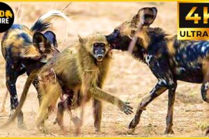 Craziest African Wild Dog Attacks Ever Caught On Camera | Animal Fights #69