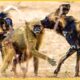 Craziest African Wild Dog Attacks Ever Caught On Camera | Animal Fights #69