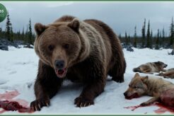 Craziest Grizzly Bear Attacks Ever Caught On Camera | Animal Fights