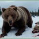 Craziest Grizzly Bear Attacks Ever Caught On Camera | Animal Fights