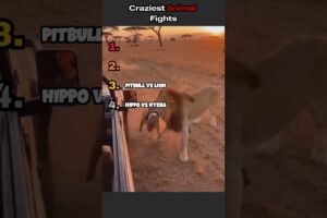 Crazy Animal Fights in the Wild!