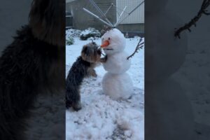 Crazy Ice Fails | Funniest Pets of the Week!