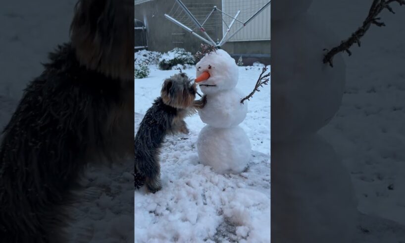 Crazy Ice Fails | Funniest Pets of the Week!