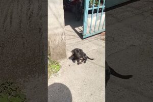 Cún con dể thương