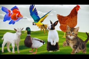Cute Animals Playing 🐔🦆🐰 | Colorful Eggs & Baby Goat Fun for Kids