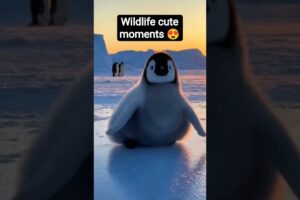 Cute Baby Animals Playing | Adorable & Funny Wildlife Moments | Viral Animal Video#trend