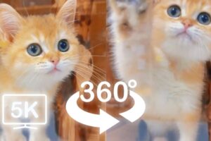 Cute Baby Cats Playing Around You Part 2 | VR 360 Cat Video | 4K | Virtual Reality