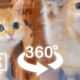 Cute Baby Cats Playing Around You Part 2 | VR 360 Cat Video | 4K | Virtual Reality