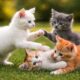 Cute Cat And Kitten Playing And Meowing With Farm Animals, Kitten Purring And Jumping, Cute Cat