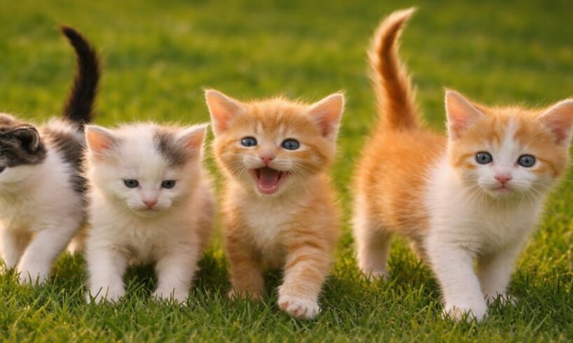 Cute Cat And Kitten Playing & Meowing With Farm Animals, Cat Sound Video, Kitten Purring On The Bed