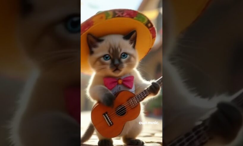 Cute Cat Playing Spanish Guitar That Will Make You Laugh and Smile | Sunset Mix