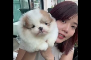 Cute Dog Collection, The World’s Cutest Puppies #dog #puppies #puppy #video #cute #cutest