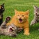 Cute Kitten And Cat Meowing And Playing With farm Animals, Kitten Purring And Meowing