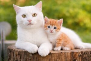 Cute Kitten Meowing And Purring, Cat Video With Farm Animals, Kitten Playing With Mother