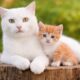 Cute Kitten Meowing And Purring, Cat Video With Farm Animals, Kitten Playing With Mother