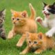 Cute Kitten Playing On The Garden, Cat Sound Video With Farm Animals, Kitten Meowing, Cat Meowing