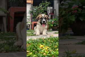 Cute Little Puppy Adorable Video #puppy #cute #pets #funny #dog #viral #shorts
