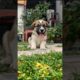 Cute Little Puppy Adorable Video #puppy #cute #pets #funny #dog #viral #shorts