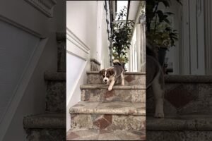 Cute Little Puppy Adorable Video #puppy #dog #funny #viral #shorts