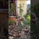 Cute Pet Puppy Playing Beside Home #puppy #dog #funny #viral #shorts
