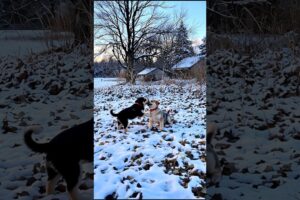 Cute Puppies Adorable Playing Video #puppy #dog #funny #viral #shorts