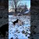 Cute Puppies Adorable Playing Video #puppy #dog #funny #viral #shorts
