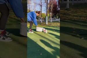 "😻Cute Puppies Day Out at the Garden"😻#shortvideo#trending#puppy