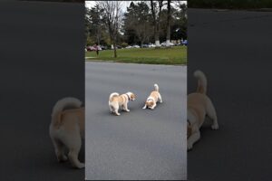 Cute Puppies Doing Fun Video #puppy #cute #pets #funny #dog #viral #shorts
