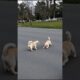 Cute Puppies Doing Fun Video #puppy #cute #pets #funny #dog #viral #shorts
