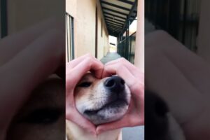 Cute Puppies Doing Funny Things|Cutest Puppies 2021#989.