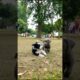 Cute Puppies Funny Video #dog #cute #puppy #funny #viral #shorts
